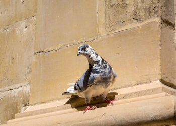 Il comune di Vittoriosa programma un abbattimento di piccioni