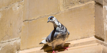 Il comune di Vittoriosa programma un abbattimento di piccioni