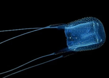 Attenti a questa medusa