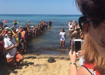 Tre tartarughe rimesse in libertà dalla spiaggia di Golden Bay