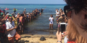 Tre tartarughe rimesse in libertà dalla spiaggia di Golden Bay