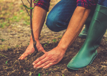Il ministro Herrera: entro l’anno piantati oltre 8000 alberi