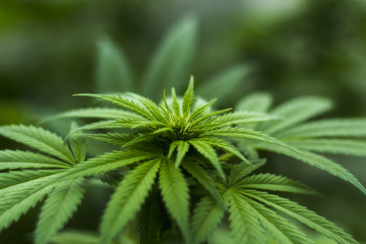 Il Consiglio dei ministri approva l’uso della cannabis terapeutica