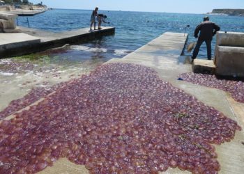 Sciami di meduse segnalati al Sud, evitate la balneazione