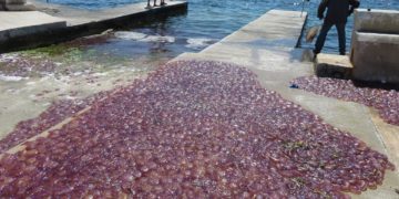 Sciami di meduse segnalati al Sud, evitate la balneazione