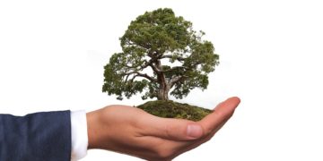 Bonsai in mostra a Floriana nel weekend