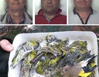 Traffico illecito di uccelli tra Calabria e Malta: sette arresti