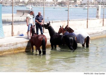 A Marsaxlokk la prima spiaggia per cavalli, così che possano godersi il mare