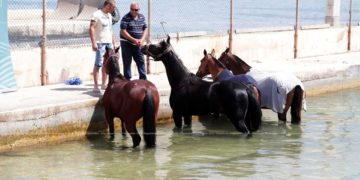 A Marsaxlokk la prima spiaggia per cavalli, così che possano godersi il mare