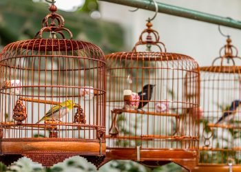 Polemiche a Malta dopo la stretta della Corte Europea sulla cattura di uccelli canori