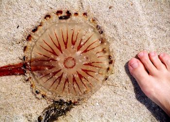 Medusa in spiaggia