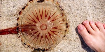 Medusa in spiaggia