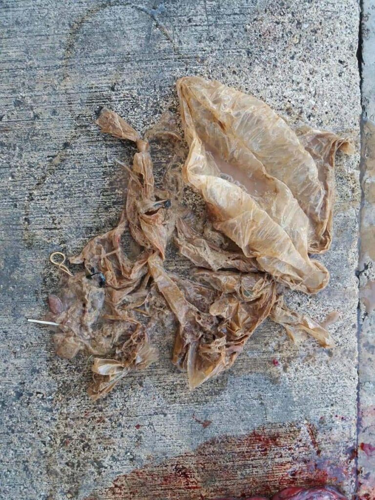 plastica trovata in tartaruga marina specie liuto morta