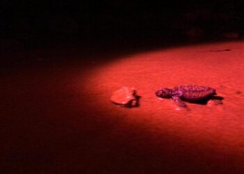 tartaruga caretta a gnejna bay