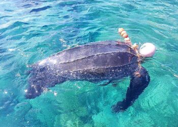 tartaruga marina specie liuto morta