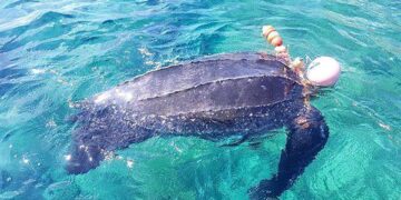 tartaruga marina specie liuto morta