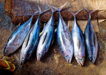 Sgominato traffico di tonno pescato in acque maltesi