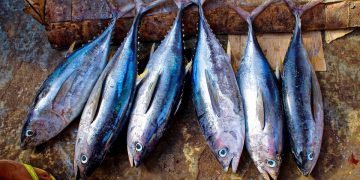 Sgominato traffico di tonno pescato in acque maltesi