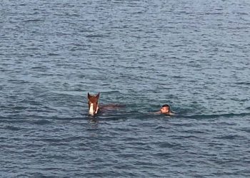 maghtab cavallo al largo 04-min