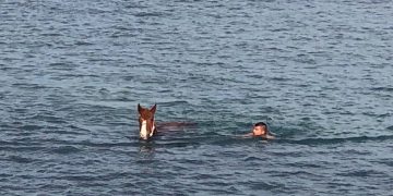 maghtab cavallo al largo 04-min