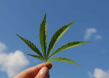 cannabis droga marijuana