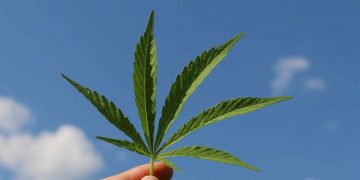 cannabis droga marijuana
