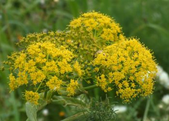 Scoperta una nuova pianta tutta maltese: Il-Ferla