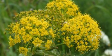 Scoperta una nuova pianta tutta maltese: Il-Ferla