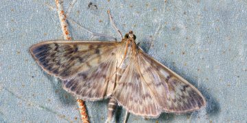Scoperta a Malta una nuova specie di insetto: è un microlepidottero