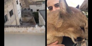 puma su tetto malta