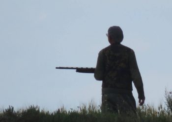 Iniziata la caccia alle quaglie, associazioni animaliste in rivolta