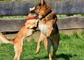 Si indaga sul business dei combattimenti fra cani a Malta