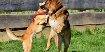 Si indaga sul business dei combattimenti fra cani a Malta