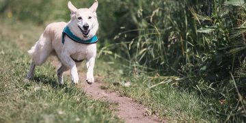 Cane parco