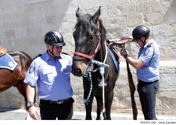 Cinque nuovi cavalli provenienti dall’Irlanda per la polizia maltese