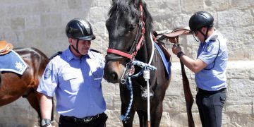 Cinque nuovi cavalli provenienti dall’Irlanda per la polizia maltese