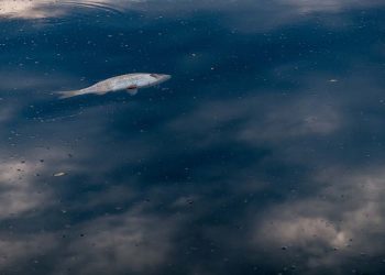 mare sporco pesce morto