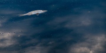 mare sporco pesce morto