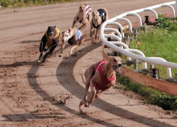 Gli animalisti insorgono contro il progetto di una pista per corse di cani