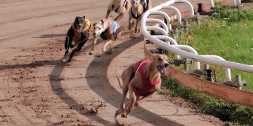 Gli animalisti insorgono contro il progetto di una pista per corse di cani