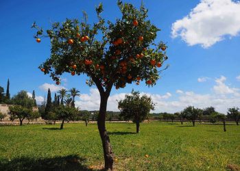 albero alberi giardino parco-min