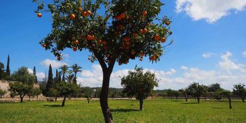 albero alberi giardino parco-min