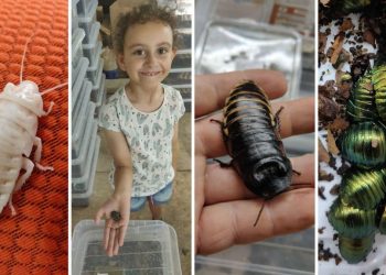 Come trascorrere il perfetto Halloween? Semplice! Partecipa alla prima mostra di scarafaggi (e non solo) a Kalkara