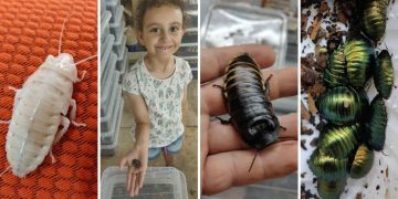 Come trascorrere il perfetto Halloween? Semplice! Partecipa alla prima mostra di scarafaggi (e non solo) a Kalkara