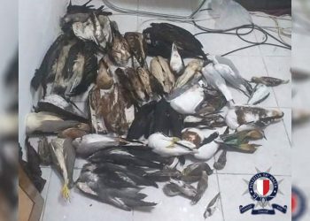 uccelli morti imbalsamati imbalsamazione