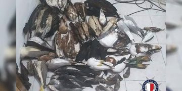 uccelli morti imbalsamati imbalsamazione