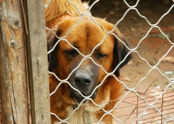 150 euro per chi adotta un animale: tutto quello che serve sapere