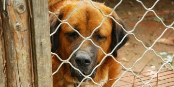 150 euro per chi adotta un animale: tutto quello che serve sapere