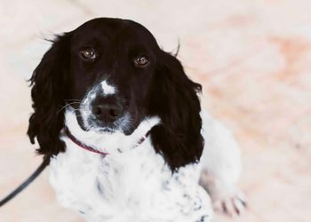 Come il piccolo cane Peter è arrivato ai pesci grossi coinvolti nell’omicidio di Daphne Caruana Galizia