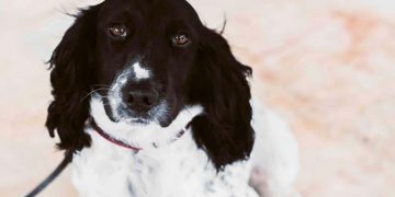 Come il piccolo cane Peter è arrivato ai pesci grossi coinvolti nell’omicidio di Daphne Caruana Galizia